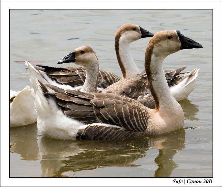2006 - 07 - Temple angkor - Oies 8